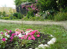 Impatiens