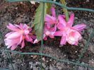 epi Miss Muffet