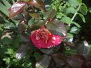 broceilande