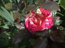 broceilande