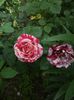 hibi 2014 031