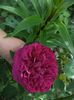 hibi 2014 035
