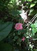 hibi 2014 037