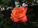 hibi 2014 039