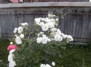 CIMG4136