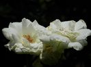 DSCN0766