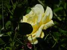 DSCN0767
