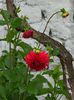 DSCN0866