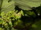 DSCN0867
