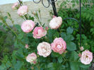 Acropolis (Meilland rose)