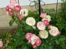 Acropolis (Meilland rose)