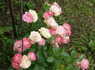 Acropolis (Meilland rose)