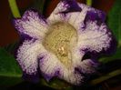 DSC09066