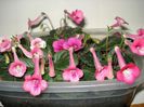 DSC09105