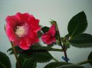 DSC09137