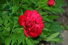 Paeonia Karl Rosenfield