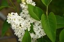 Syringa Mme Lemoine