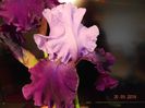 Camelot Rose Iris