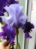 Great Gatsby Iris