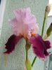 Camelot Rose Iris