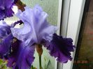 Great Gatsby Iris