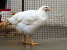1,660kg la 42de zile