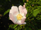 Rosa canina_Dog Rose (2014, May 17)