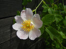 Rosa canina_Dog Rose (2014, May 18)