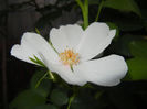 Rosa canina_Dog Rose (2014, May 24)
