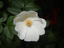 Rosa canina_Dog Rose (2014, May 24)