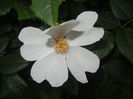Rosa canina_Dog Rose (2014, May 24)