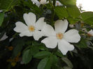Rosa canina_Dog Rose (2014, May 24)
