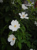 Rosa canina_Dog Rose (2014, May 24)