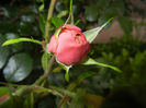 Rose Louise Odier (2014, May 16)