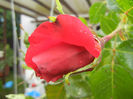 Rose Blaze Superior (2014, May 16)
