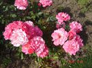 DSC04690