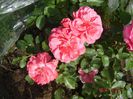 Rosarium Uetersen