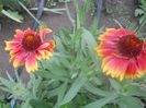 gaillardia
