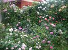 poza flori 306