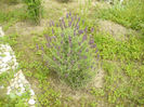 P1100439