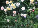 poza flori 343
