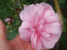 Milrose