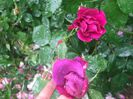 poza flori 347