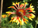 fluturei 1 (gaillardia)
