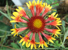 fluturei 2(gaillardia)