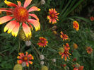 fluturei 3(gaillardia)