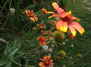 fluturei 5(gaillardia)