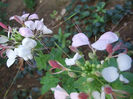 cleoma spinosa 1