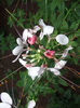 cleoma spinosa 2