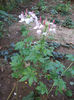 cleoma spinosa 3